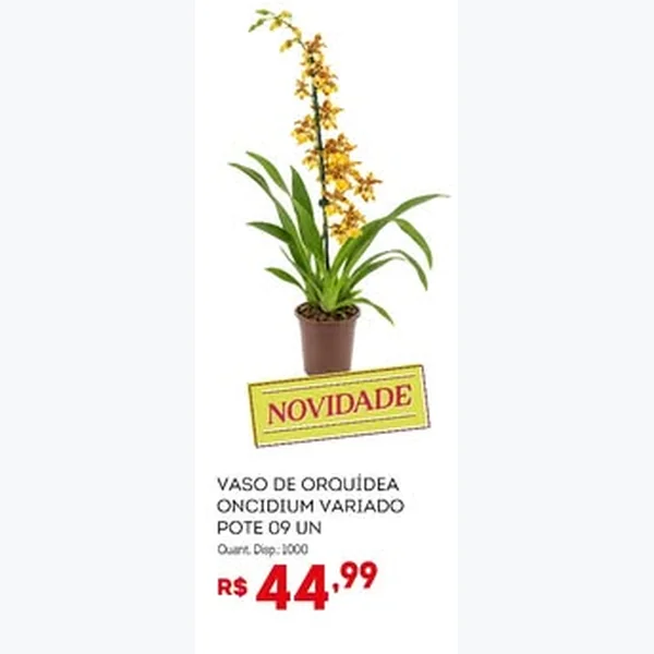 Vaso de Orquídea Oncidium Variado 9 un