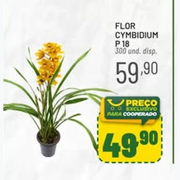 Flor Cymbidium P 18