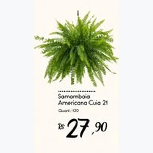 Samambaia Americana Cuia 21