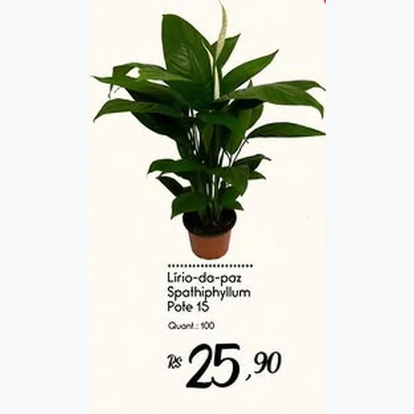 Recorte do encarte de Lírio-da-paz Spathiphyllum Pote 15
