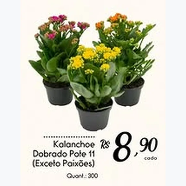 Kalanchoe Dobrado Pote 11