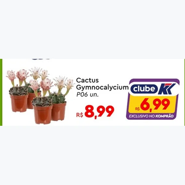 Cactus Gymnocalycium