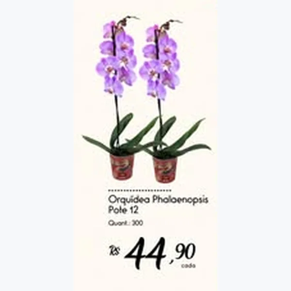 Recorte do encarte de Orquídea Phalaenopsis Pote 12