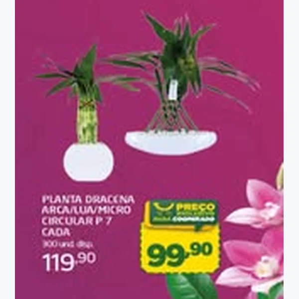 Planta Dracena Arca/lua/micro Circular P 7