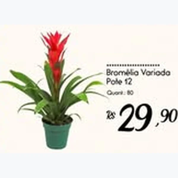 Bromélia Variada Pote 12