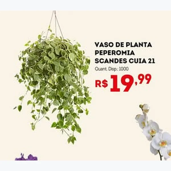 Recorte do encarte de Vaso de Planta Peperomia Scandes Cuia 21