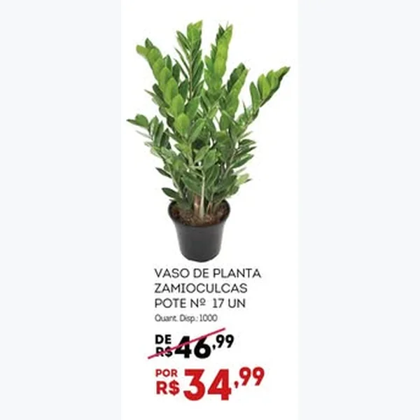 Recorte do encarte de Vaso de Planta Zamioculcas 17 un