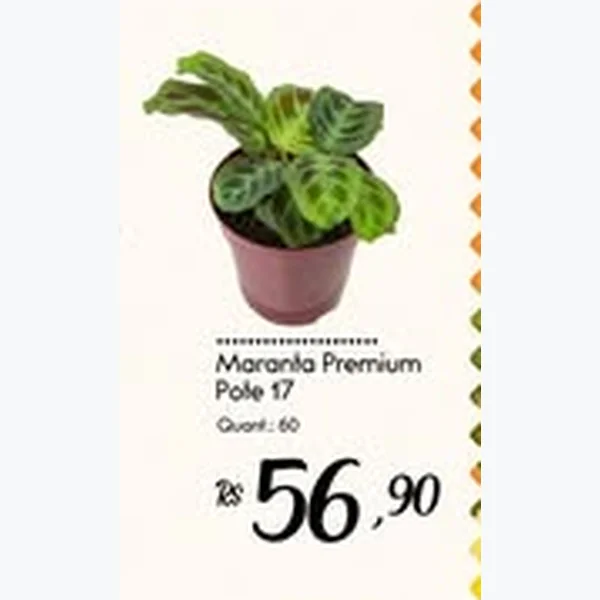 Marantia Premium Pote 17