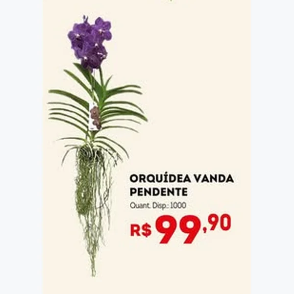 Recorte do encarte de Orquídea Vanda Pendente