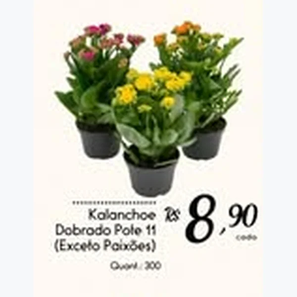 Recorte do encarte de Kalanchoe Dobrado Pote 11