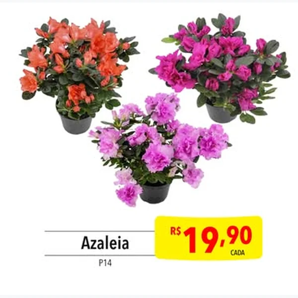 Azaleia