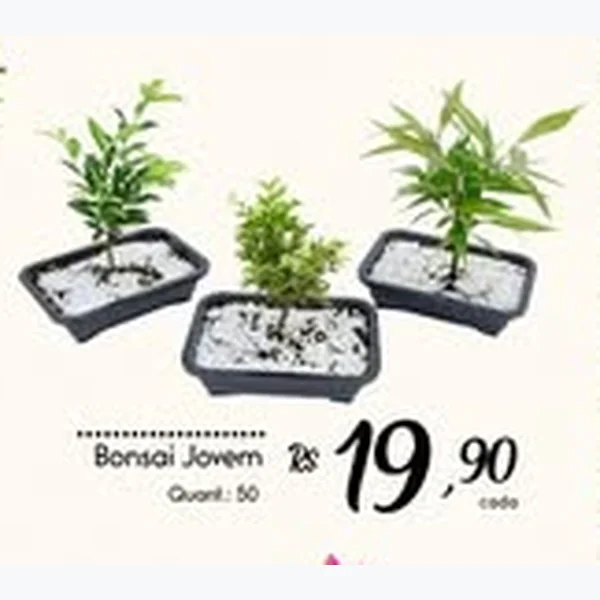 Bonsai Jovem