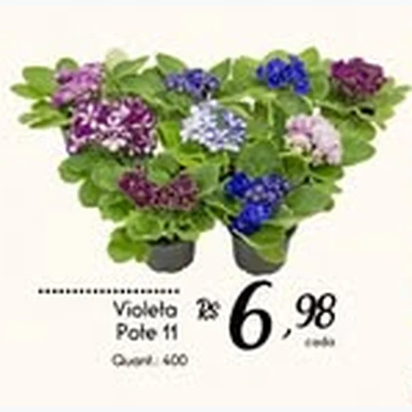 Recorte do encarte de Violeta Pote 11