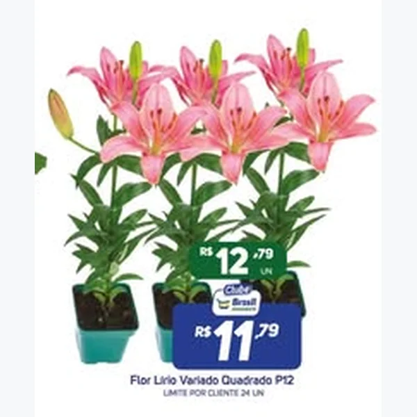 Recorte do encarte de Lírio Variado Quadrado P12