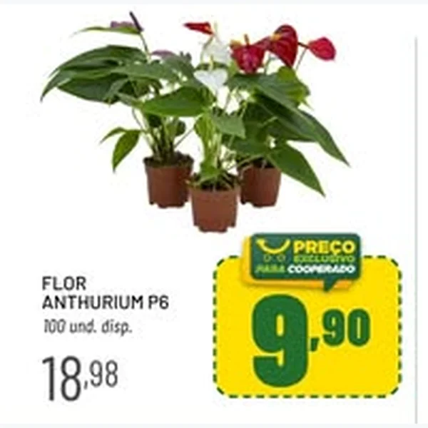 Flor Anthurium P6