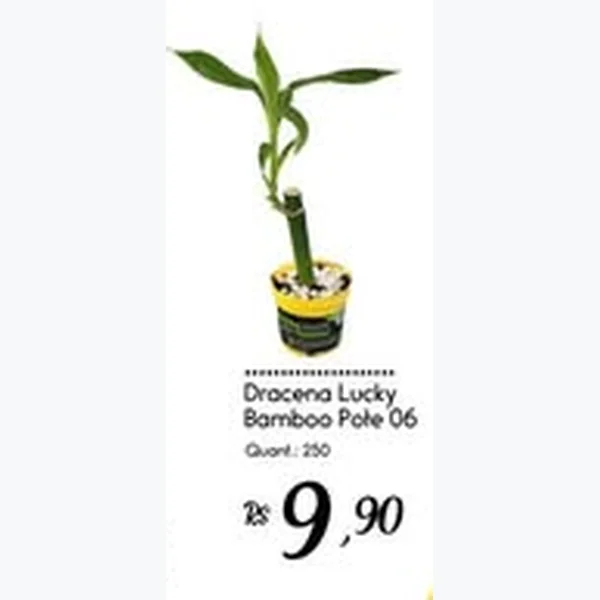 Recorte do encarte de Dracena Lucky Bamboo Pote 06