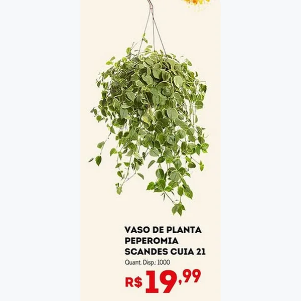 Recorte do encarte de Vaso de Planta Peperomia Scandes 21 un