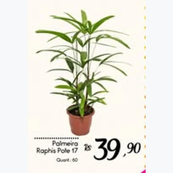 Palmeira Raphis Pote 17