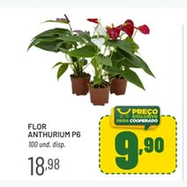 Recorte do encarte de Flor Anthurium P6