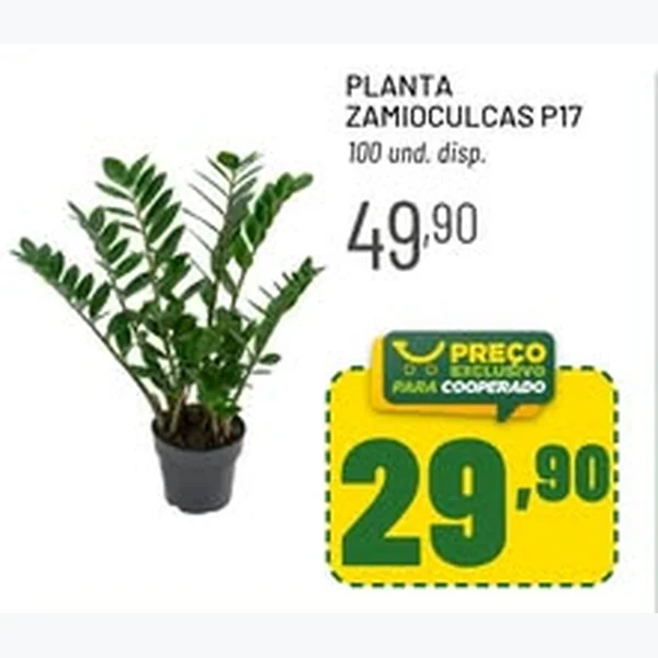 Planta Zamioculcas P17