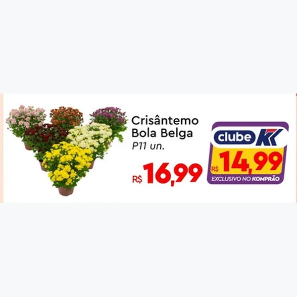 Recorte do encarte de Crisântemo Bola Belga 11 un
