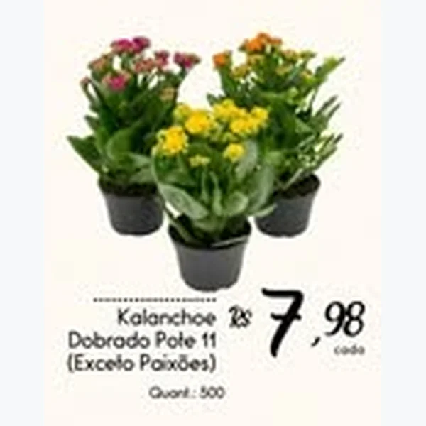 Kalanchoe Dobrado Pote 11