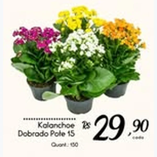 Kalanchoe Dobrado Pote 15