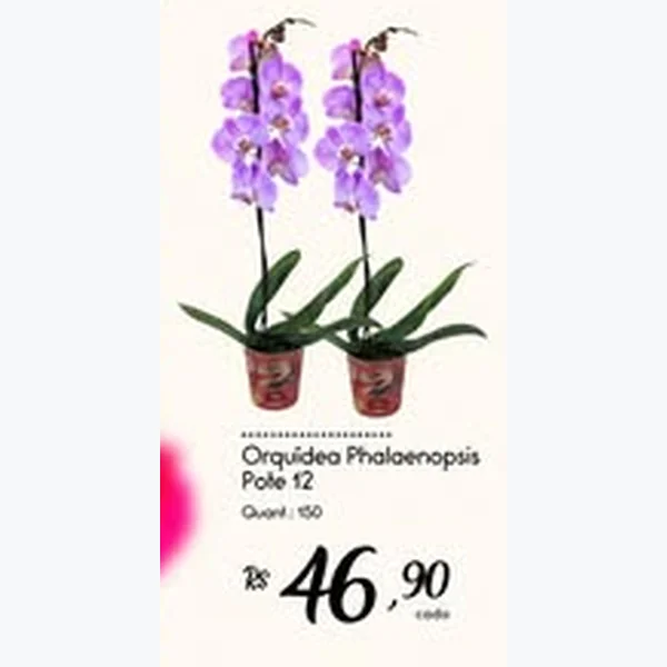 Orquídea Phalaenopsis Pote 12
