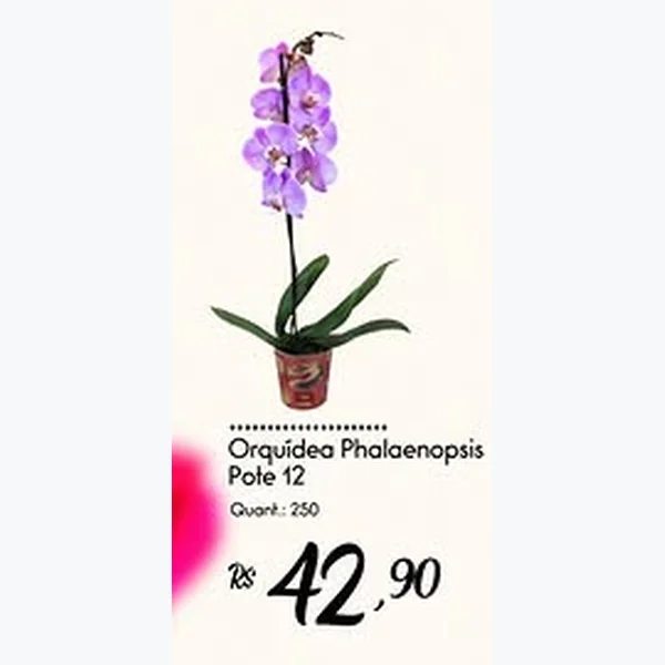 Recorte do encarte de Orquídea Phalaenopsis Pote 12