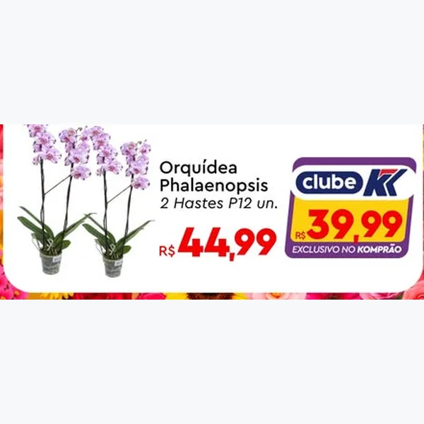 Recorte do encarte de Orquídea Phalaenopsis 2 un