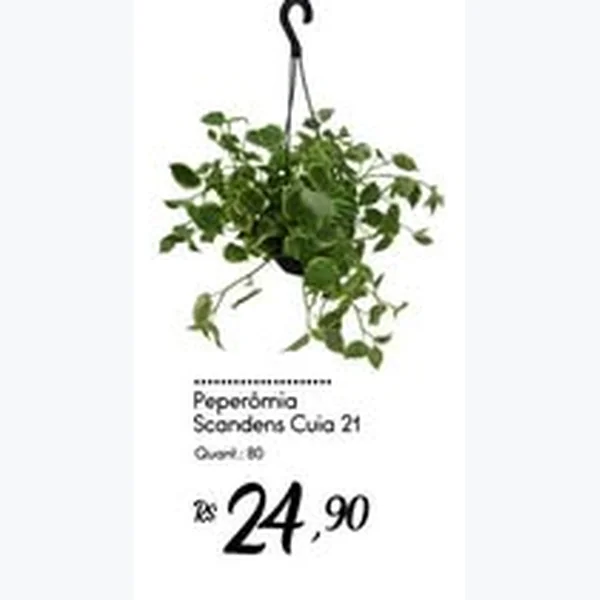Peperômia Scandens Cuia 21