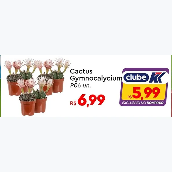 Recorte do encarte de Cactus Gymnocalycium P06