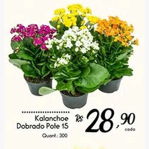 Recorte do encarte de Kalanchoe Dobrado Pote 15