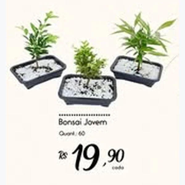 Bonsai Jovem