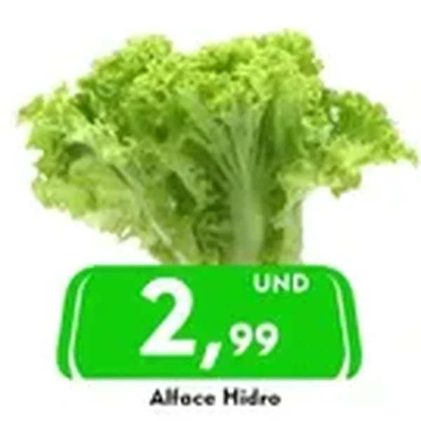 Alface Hidro