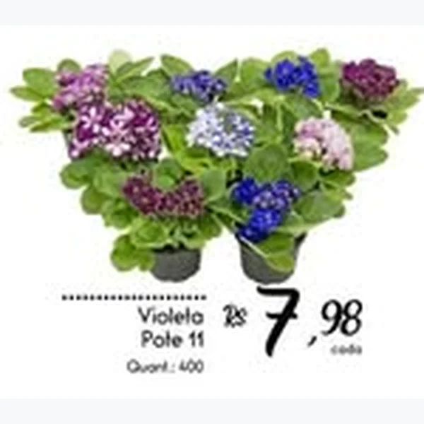 Violeta Pote 11