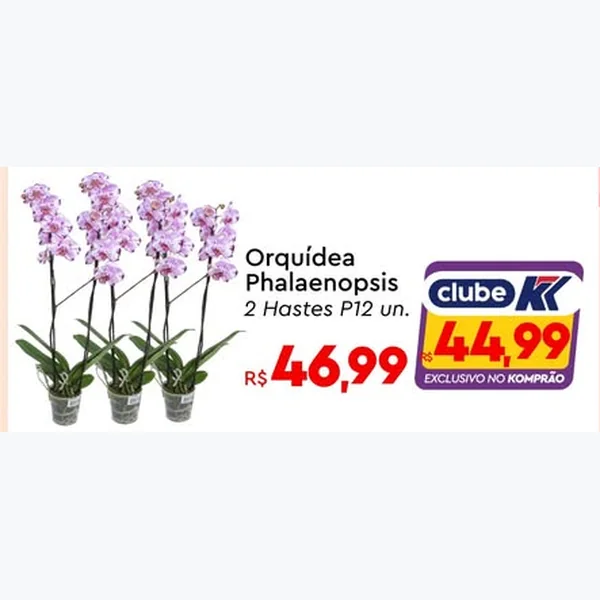 Recorte do encarte de Orquídea Phalaenopsis 2 Hastes P12