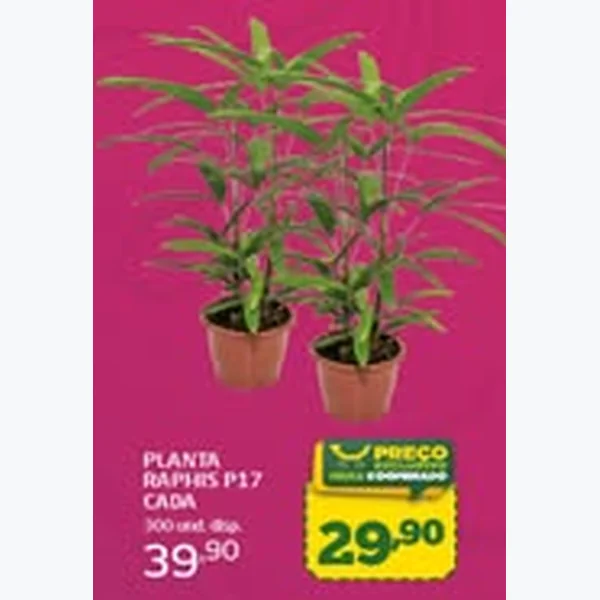 Recorte do encarte de Planta Raphis P 17