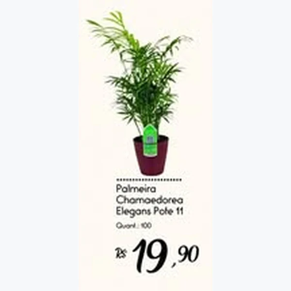 Palmeira Chamaedorea Elegans Pote 11