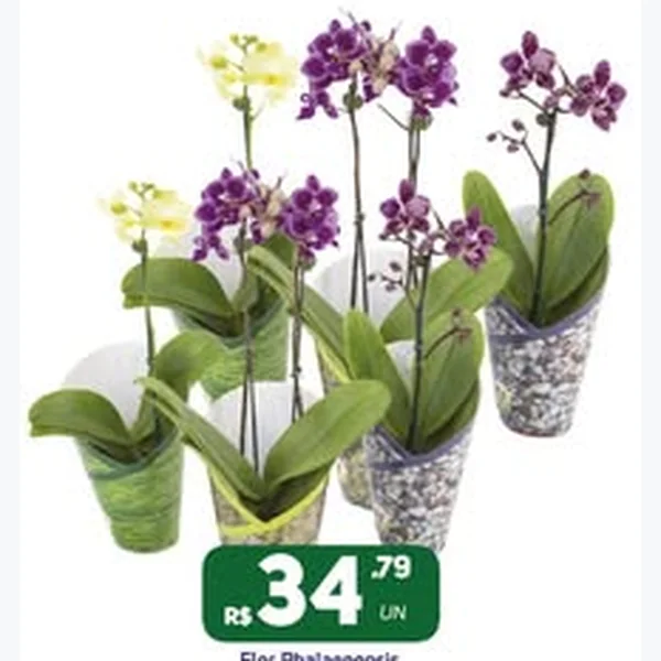 Flor Phalaenopsis Mini P09
