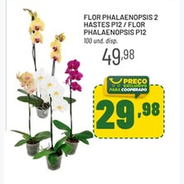 Recorte do encarte de Flor Phalaenopsis 2 Hastes P12