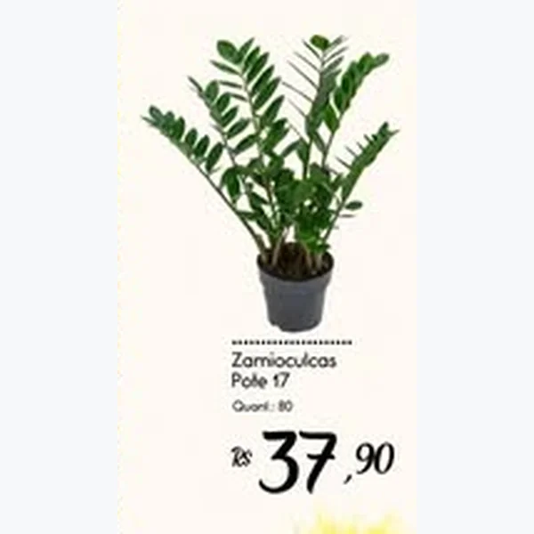 Zamioculcas Pote 17