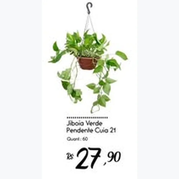 Jiboia Verde Pendente Cuia 21