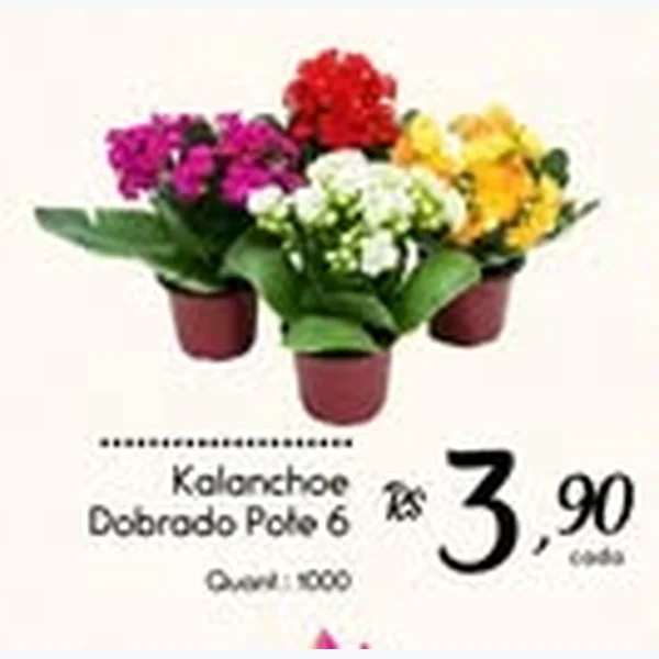 Kalanchoe Dobrado Pote 6