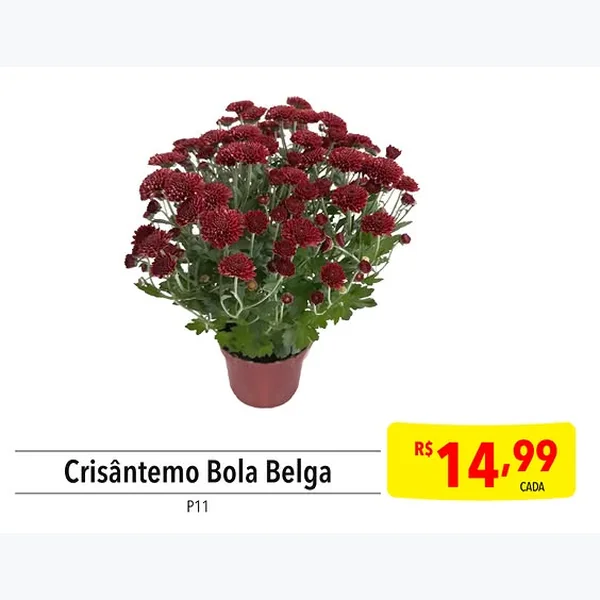 Crisântemo Bola Belga 11 un