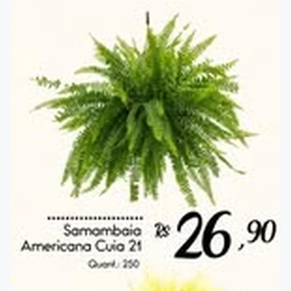 Samambaia Americana Cuia 21