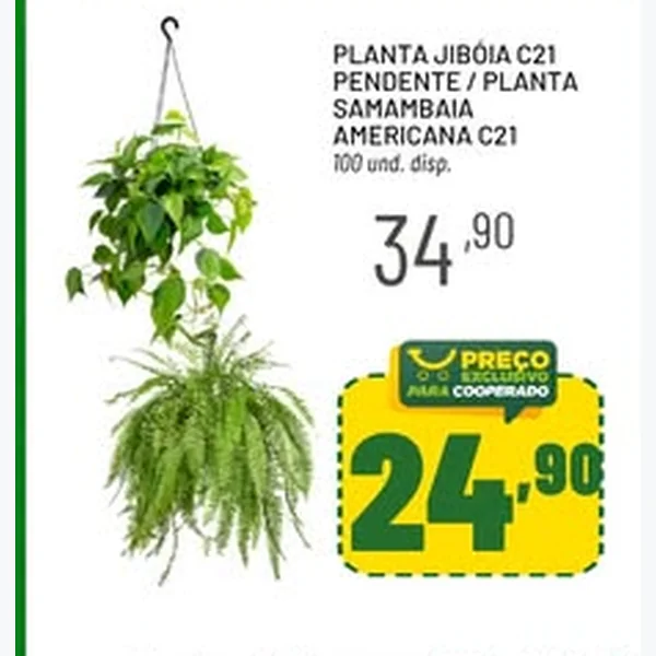 Planta Samambaia Americana C21