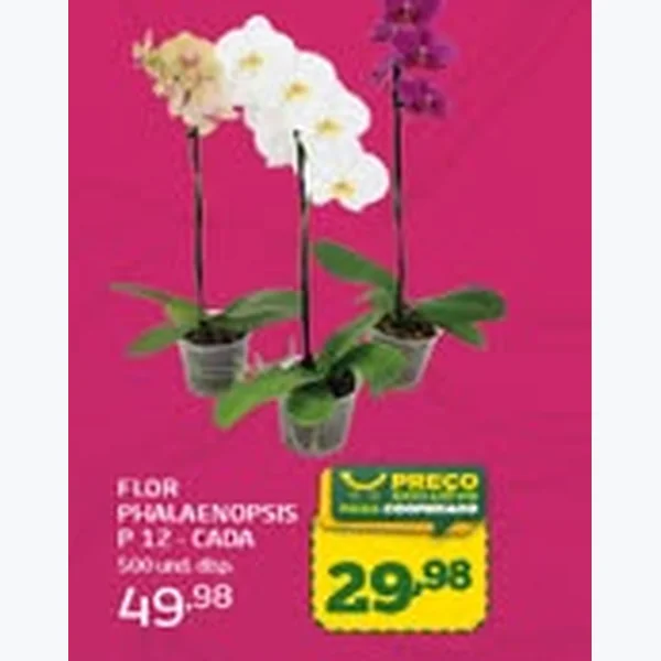 Flor Phalaenopsis P 12