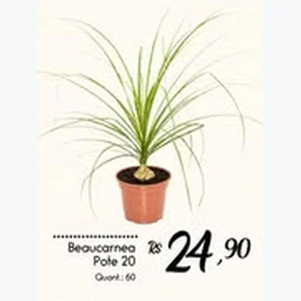 Beaucarnea Pote 20