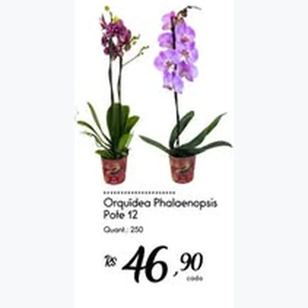 Orquídea Phalaenopsis Pote 12